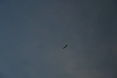 DSC_0262 (Large).JPG